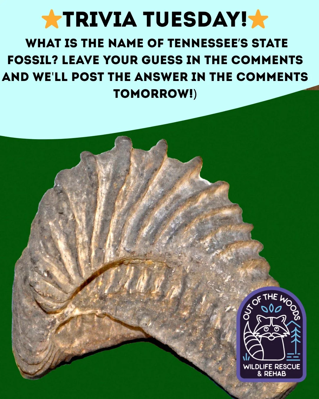 ❓ TRIVIA TUESDAY ❓ 
⭐️ WHAT IS THE NAME OF TENESSEE'S STATE FOSSIL? ⭐️
Leave your guess in the comments below and we&rsquo;ll leave the answer in the comments tomorrow! 
#trivia #triviatuesday #fossil#wildlifeeducation #tennessee #westtennessee #outo