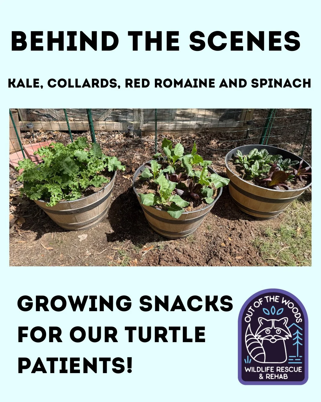 A little behind the scenes featuring Sarah&rsquo;s green thumb! Check out the snacks she is growing for the turtle patients! Kale, collards, red romaine, and spinach! #gardening #tennessee #westtennessee #outofthewoodswildlife #turtle #wildliferehab 