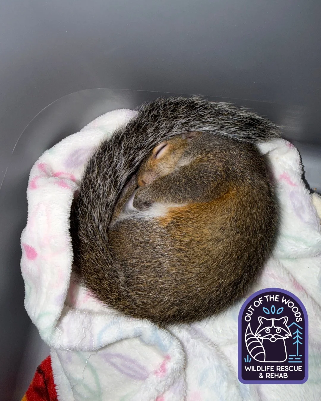 Meet Nome, who is named after Nome, Alaska and one of Danielle&rsquo;s squirrel patients! #squirrel #squirrelfact #tennessee #westtennessee #outofthewoodswildlife #rehabandrelease #wildlifeeducation #wildliferescue