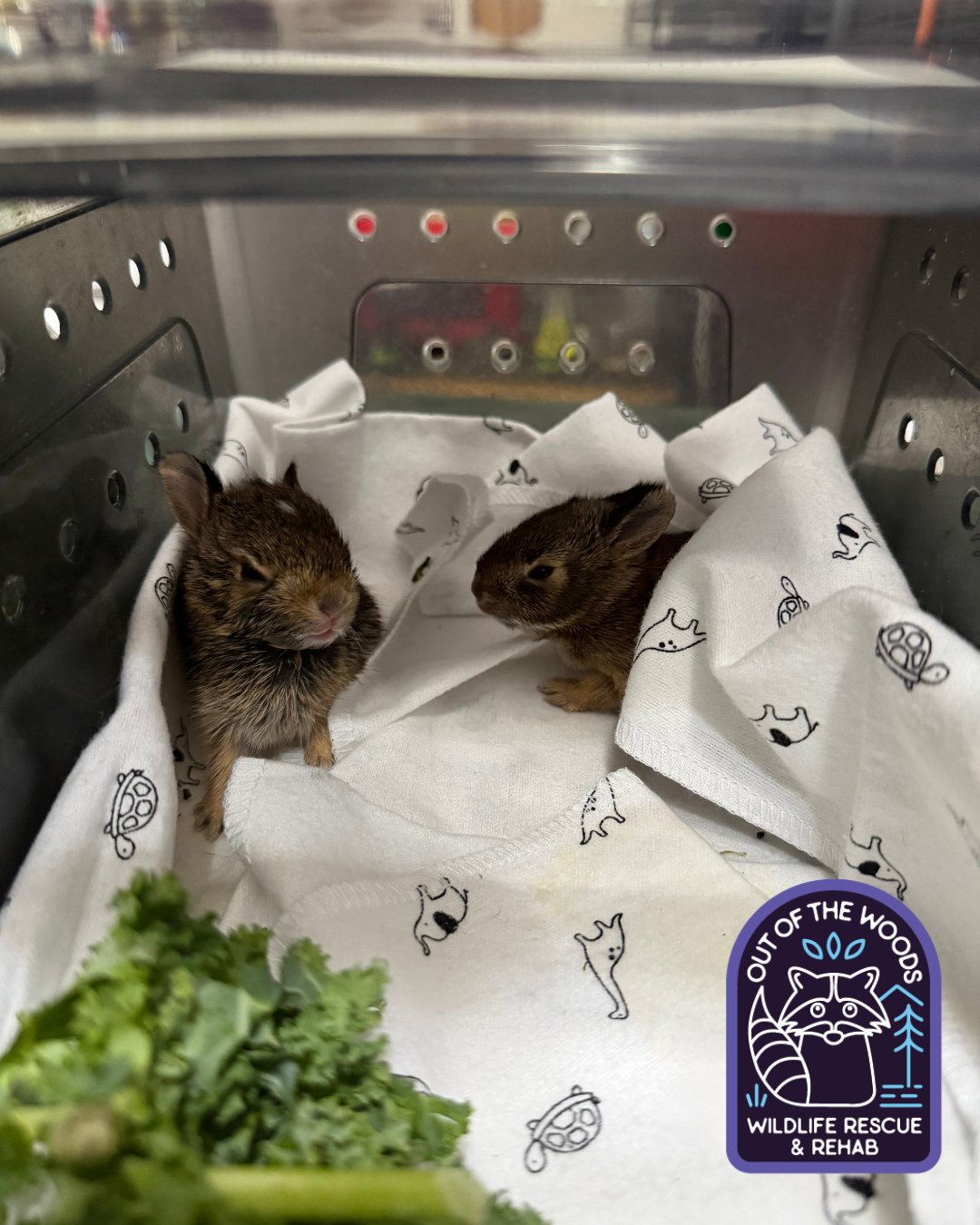 Meet Watson and Crick who are two more of our baby cottontail intakes! #cottontail #babycottontail #bunny #outofthewoodswildlife #tennessee #westtennessee #wildlifeeducation #wildliferescue #wildliferehab #watsonandcrick