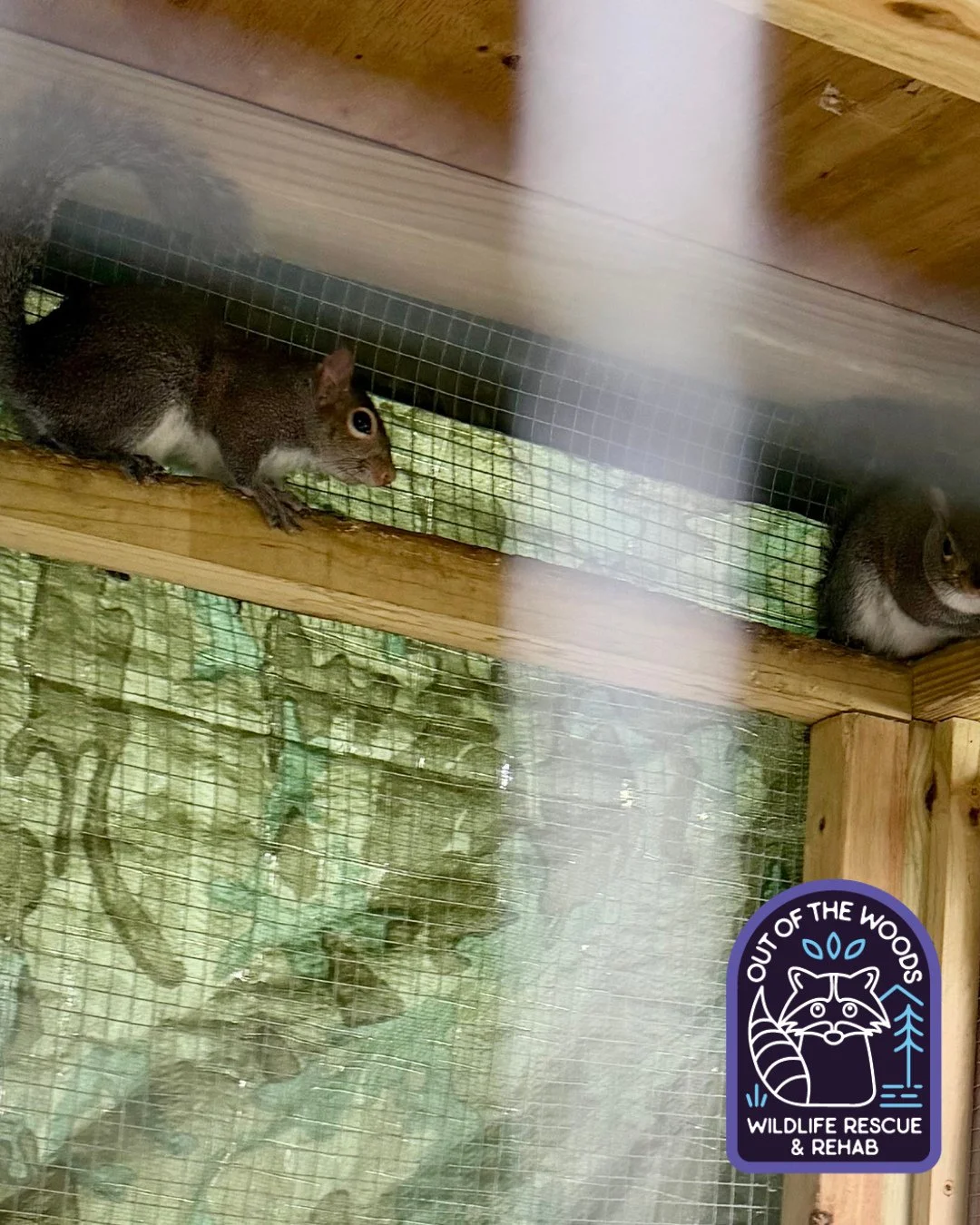 Lady and the Tramp! Two of Jodie&rsquo;s squirrel patients who have a release day in the near future! #ladyandthetramp #outofthewoodswildlife #tennessee #westtennessee #squirrel #wildlifeeducation #wildliferescue