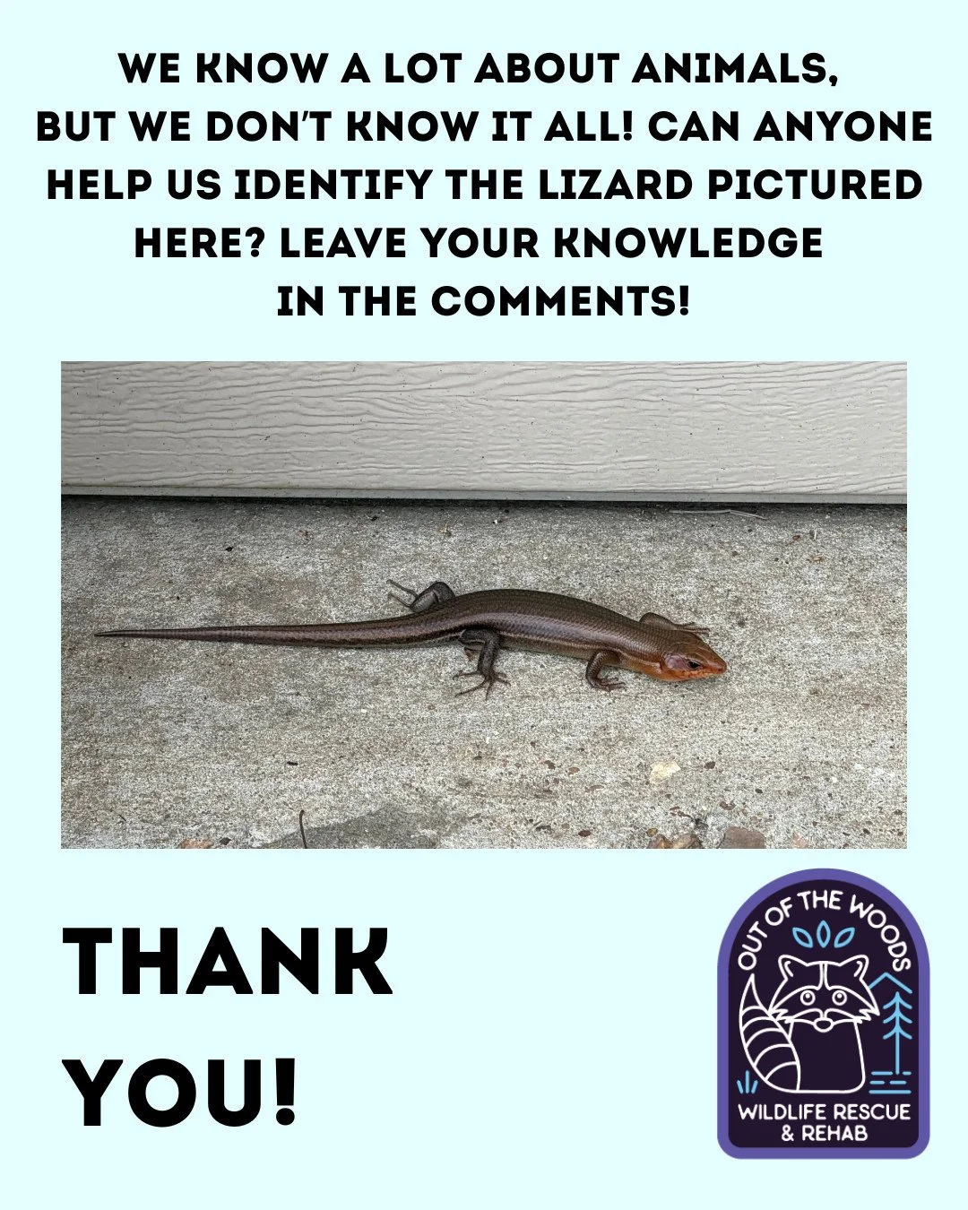 We need your help identifying the lizard pictured here! Leave your knowledge in the comments! Like the caption says . . . We know a lot about animals, but we don&rsquo;t know it all! Thanks! #wildlifeeducation #tennessee #westtennessee #outofthewoods