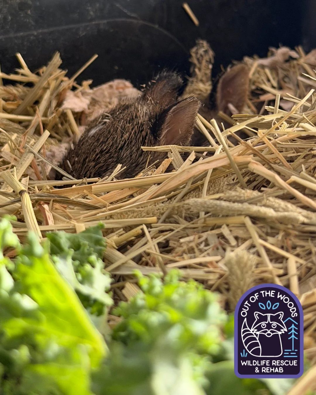 Can you spot the cottontail? Watson and Crick were relocated to a new cage along with Franklin who quickly settled in and made his own nest! #cottontail #cottontailrabbit #tennessee #westtennessee #outofthewoodswildlife #wildliferescue #wildlifeeduca