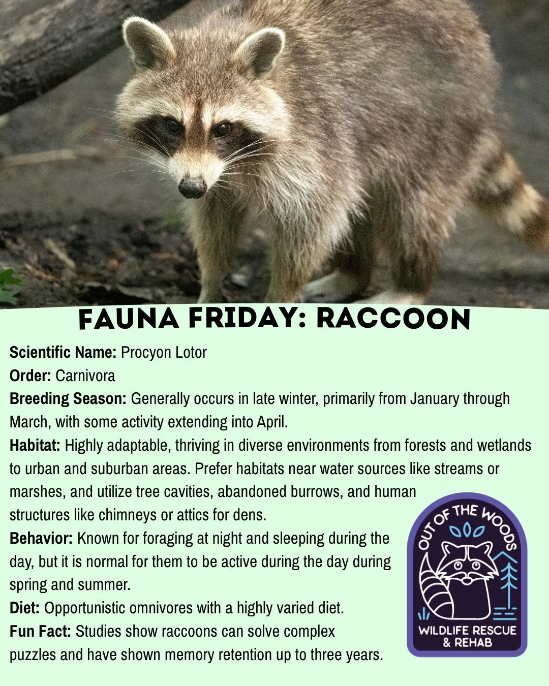 Some things just don&rsquo;t get old and the raccoon is one of them, which is why this beloved masked bandit is the star of today&rsquo;s Fauna Friday! #tennessee #westtennessee #outofthewoodswildlife #faunafriday #wildlifeeducation #raccoon #Raccoon
