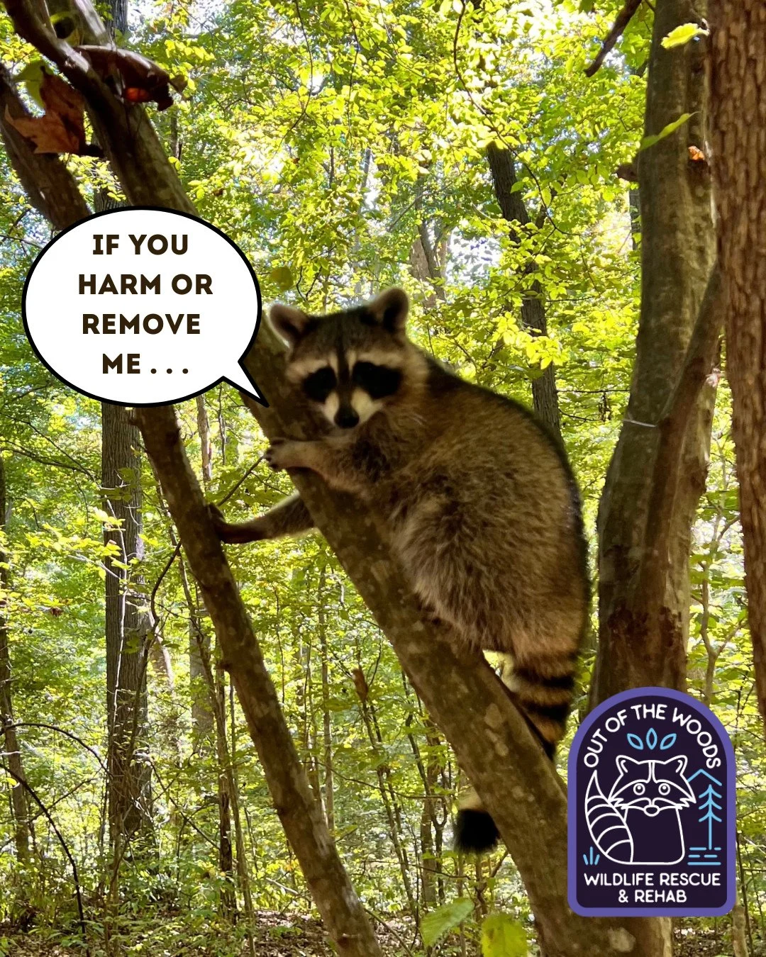 Do not remove a mother raccoon, especially during spring, as it will orphan her kits, resulting in their death, or cause her to abandon them. Keep families together. Raccoons are dedicated mothers. She will move her family to a new den, typically whe