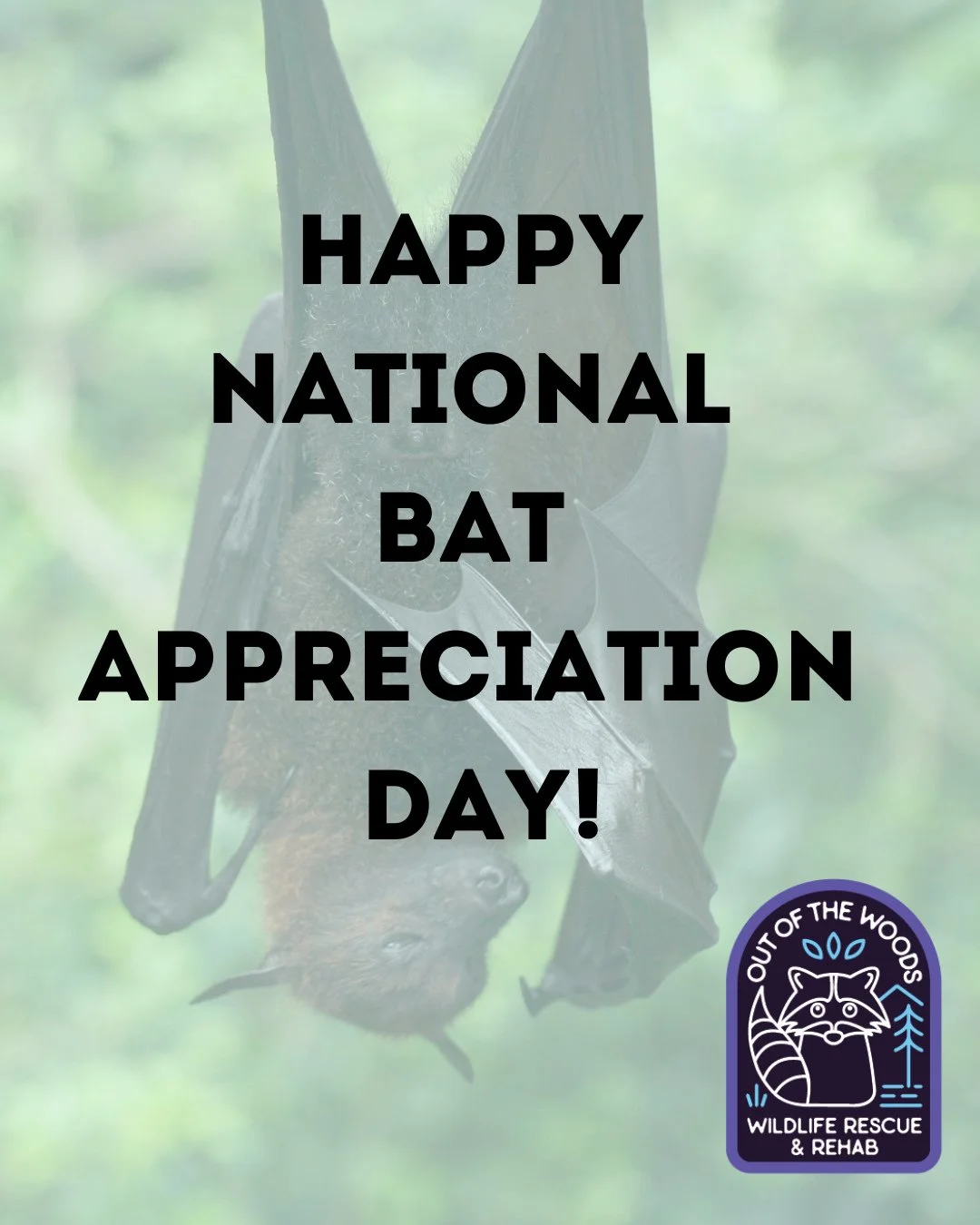 Happy National Bat Appreciation Day (April 17th)! Bats are the unsung heroes of the nightshift!

🦇 Natural Pest Control: Bats are voracious insectivores, with a single little brown bat capable of eating up to 1,000 mosquito-sized insects in an hour.