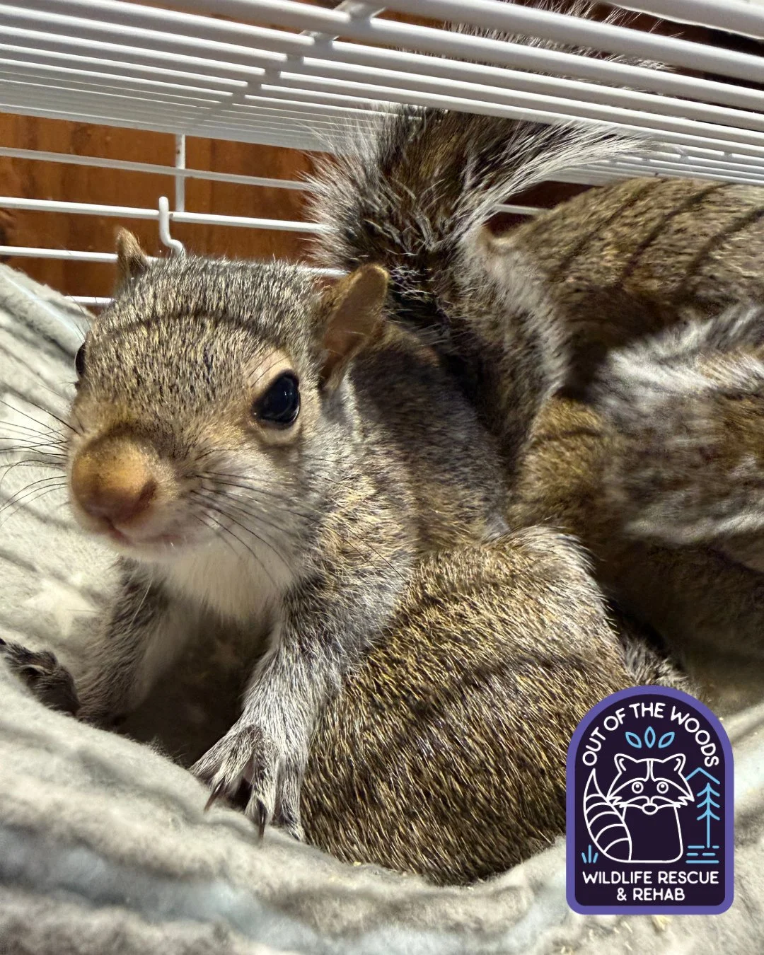 Meet Paget who is one of Danielle&rsquo;s squirrel patients! So very photogenic! #squirrel #tennessee #outofthewoodswildlife #westtennessee #wildlifeeducation #wildliferehab #rescueandrelease