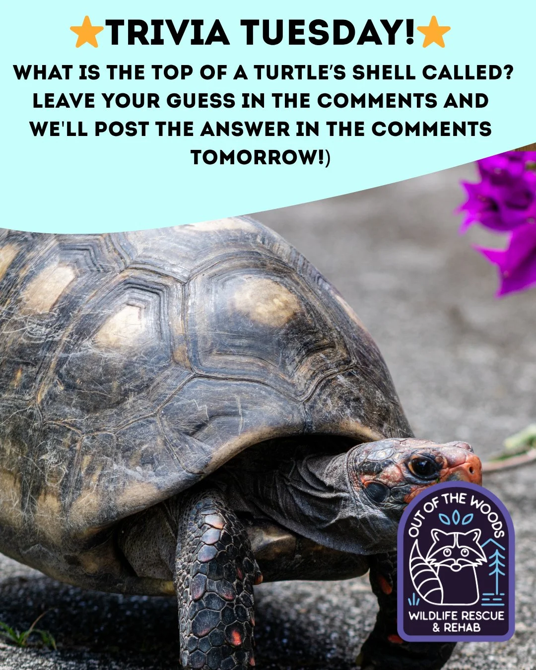 ❓ TRIVIA TUESDAY ❓ 
⭐️ WHAT IS THE TOP OF A TURTLE'S SHELL CALLED? ⭐️
Leave your guess in the comments below and we&rsquo;ll leave the answer in the comments tomorrow! 
#trivia #triviatuesday #turtle #wildlifeeducation #tennessee #westtennessee #outo