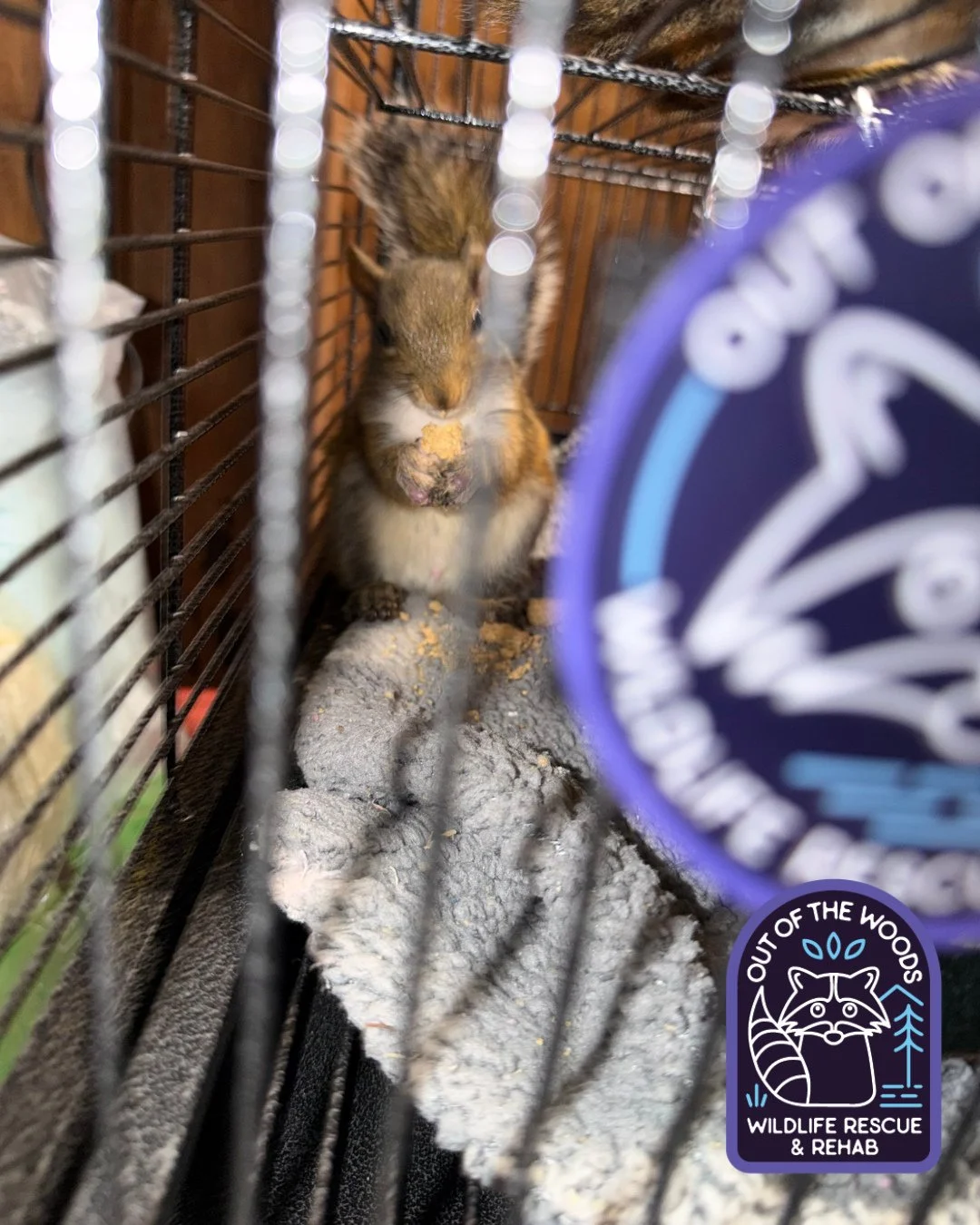 Deep thoughts: &ldquo;When you have 3 annoying ASF sisters so you hide behind the log with your food so they don&rsquo;t steal it&rdquo; One of Danielle&rsquo;s squirrel patients and caption by Danielle! #squirrel #outofthewoodswildlife #tennessee #w