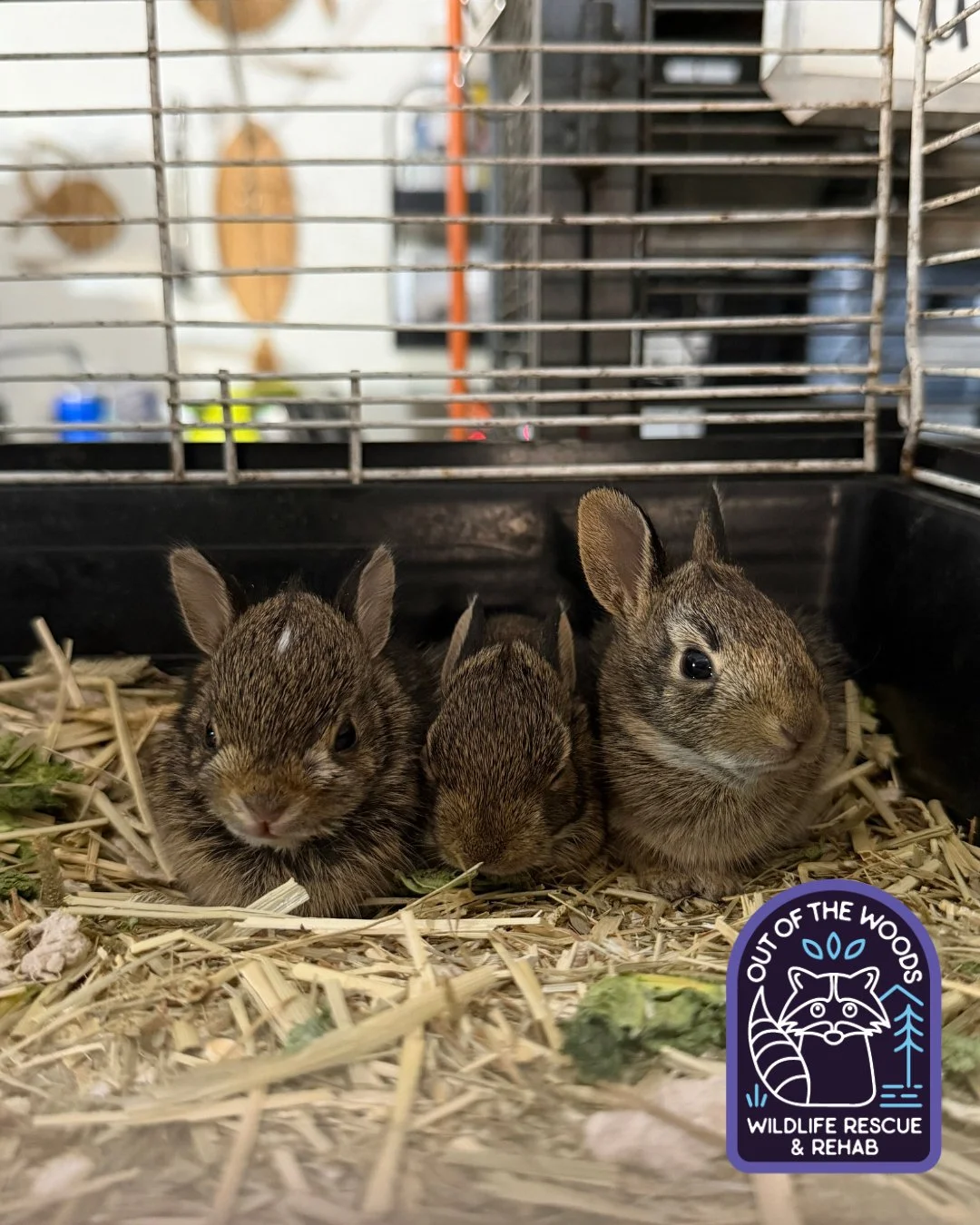 Watson, Crick, and Franklin! This cottontail trio is thriving! ⭐️ #rescueandrelease #wildlifeeducation #westtennessee #tennessee #outofthewoodswildlife #cottontailrabbit #bunny