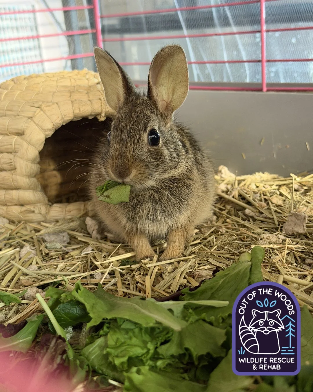 Check out Farrah&rsquo;s glow up! Stay tuned for an upcoming release day! #cottontailrabbit #tennessee #westtennessee #bunny #outofthewoodswildlife #wildliferehab #wildlifeeducation #rescueandrelease