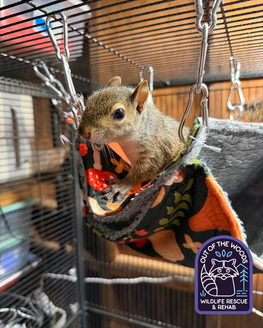 Some of the squirrel patients that our rehabber Danielle has in her care! #squirrel #tennessee #westtennessee #outofthewoodswildlife #wildliferehab #wildlifeeducation #rescueandrelease