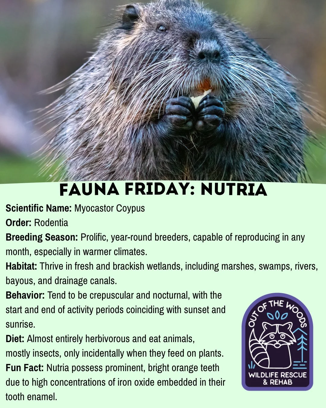 Are you familiar with Nutria? Well, cozy up to these fast facts and learn more about this rodent that can be found in West Tennessee in today&rsquo;s Fauna Friday! #tennessee #westtennessee #outofthewoodswildlife #faunafriday #wildlifeeducation #nutr