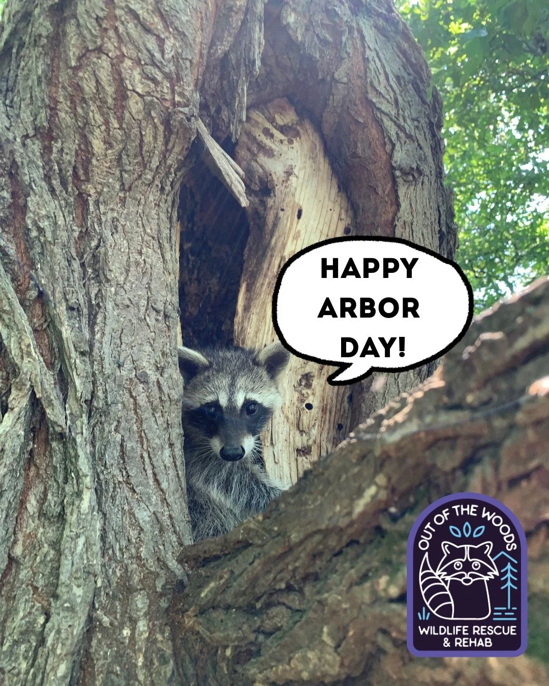HAPPY ARBOR DAY! Plant a tree today for a greener future! 🌳 #arborday #happyarborday #tree #outofthewoodswildlife #tennessee #plantatree #wildlifeeducation #raccoon #wildlifephotography