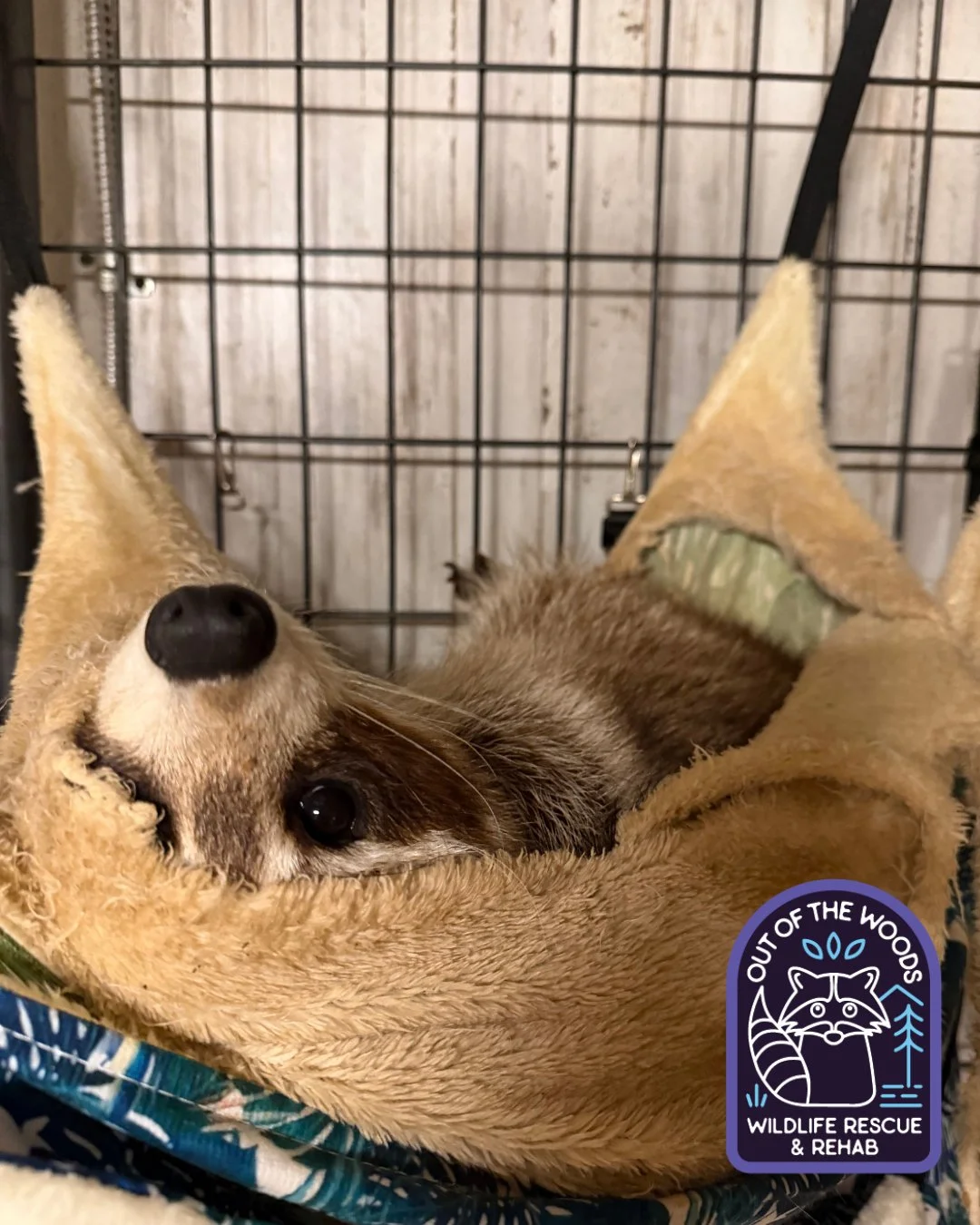 Weekend vibes! We should all take a lesson from DJ and chill. #DJ #tennessee #westtennessee #raccoon #educationalambassador #nonreleasable #wildlifeeducation #wildliferehab