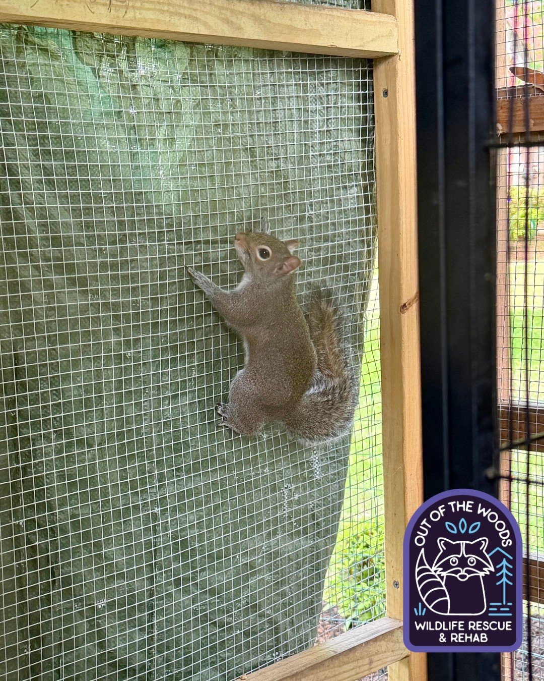 Some squirrel antics and climbing practice in one of the pre-release enclosures! It comes naturally! #squirrel #outofthewoodswildlife #tennessee #westtennessee #prerelease #wildlifeeducation #wildliferescue #rescueandrelease