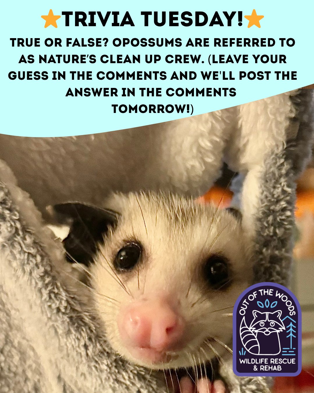 ❓ TRIVIA TUESDAY ❓ 
⭐️ TRUE OR FALSE? OPOSSUMS ARE REFERRED TO AS NATURE&rsquo;S CLEAN UP CREW. ⭐️
Leave your guess in the comments below and we&rsquo;ll leave the answer in the comments tomorrow! 
#trivia #triviatuesday #opossum  #wildlifeeducation 