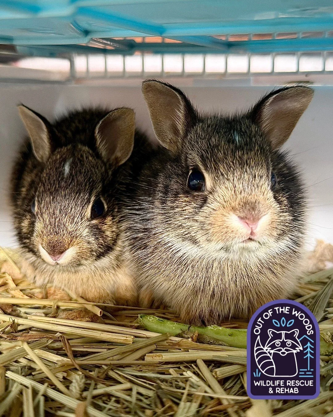 Peep and Jellybean! Our Easter intakes are doing well! #cottontailrabbit #tennessee #westtennessee #outofthewoodswildlife #wildlifeeducation #cottontail #bunny #rescueandrelease #wildliferehab