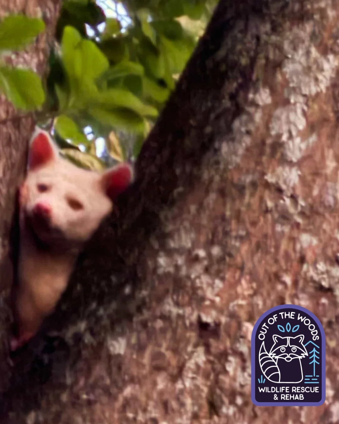 Thank you to @guinnessgurl for capturing this beautiful tree dwelling albino raccoon out in the wild and for sharing the photo with us! We hope you enjoy this picture as much as we did! We like to think that it is a sign from our boy D&rsquo;White! ?