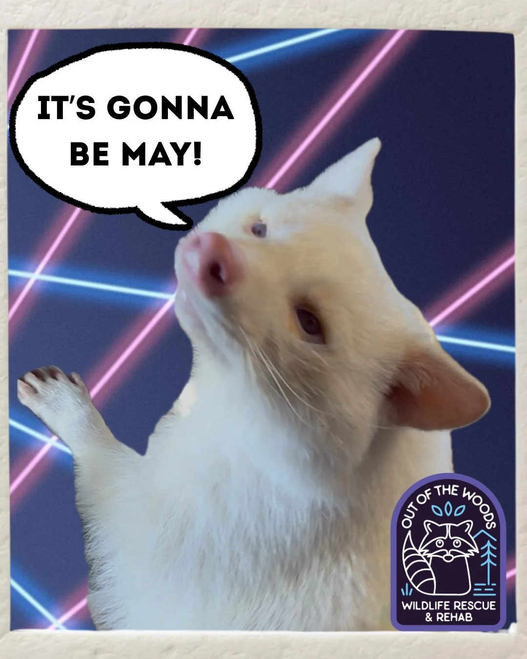 Angel ambassador, D&rsquo;White, with a stellar smize dropping in to say IT&rsquo;S GONNA BE MAY! #dwhite #albinoraccoon #educationalambassador #itsgonnabemay #wildlifeeducation #tennessee #westtennessee #outofthewoodswildlife #smize #may #laserbeamb