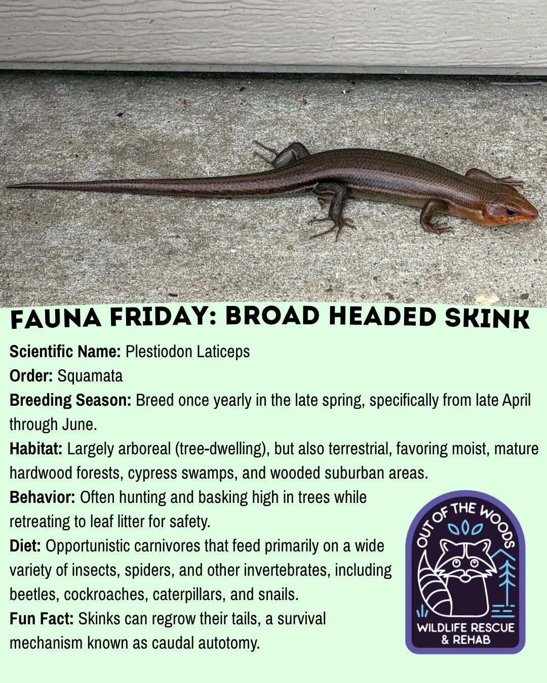 Thanks to everyone that participated in identifying our lizard friend as a Broad Headed Skink last week! We&rsquo;re happy to follow up with a feature for Fauna Friday! 🦎 #tennessee #westtennessee #outofthewoodswildlife #faunafriday #wildlifeeducati
