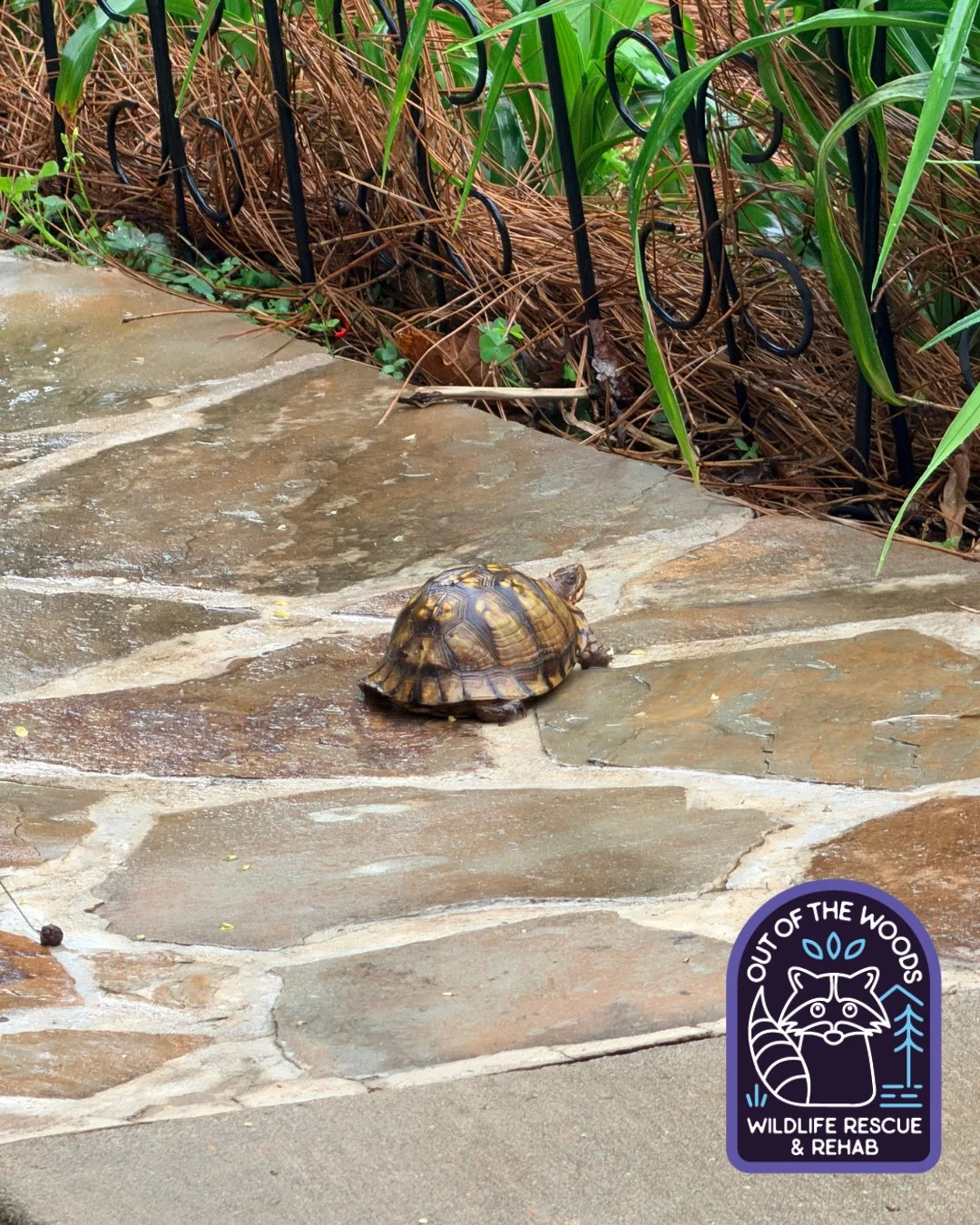 Why did the turtle cross the road? 
🐢 Because they have an internal GPS and know where they&rsquo;re going! 

Box turtles, like the one pictured here, possess a powerful innate "internal GPS" or homing instinct, allowing them to navigate w