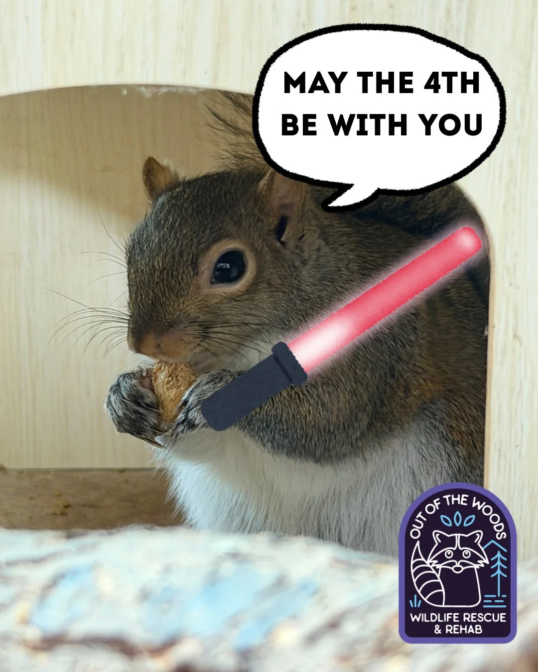 MAY THE 4th BE WITH YOU! Does Henry really carry a light saber? No. Does he possess Jedi behavior? We like to think so. He rejects all of the negative stigmas associated with squirrels and hopes through OOTW&rsquo;s efforts that positive knowledge is