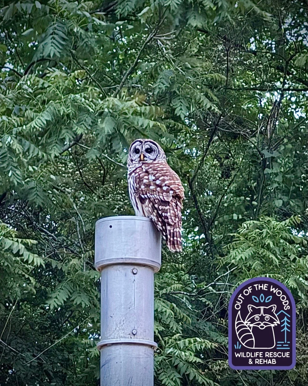 Owl sighting! Did you know that owls can turn their heads up to 270 degrees, but they cannot turn them all the way around, contrary to popular myth?! #owl #owlfacts #tennessee #westtennessee #outofthewoodswildlife #raptor #wildlifeeducation