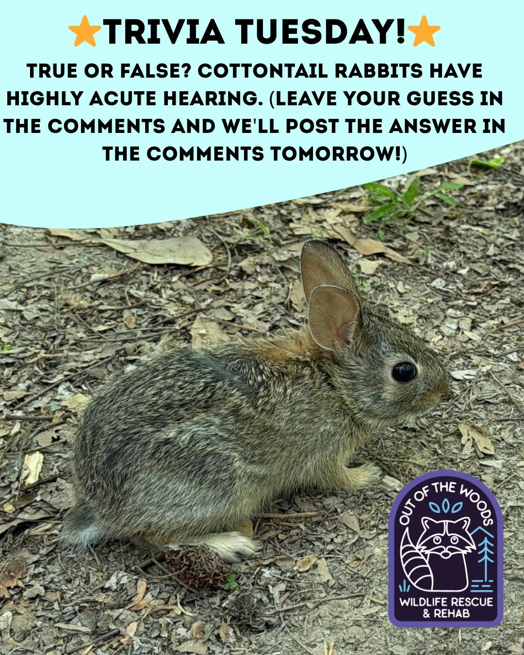 ❓ TRIVIA TUESDAY ❓ 
⭐️ TRUE OR FALSE? COTTONTAIL RABBITS HAVE HIGHLY ACUTE HEARING.⭐️
Leave your guess in the comments below and we&rsquo;ll leave the answer in the comments tomorrow! 
#trivia #triviatuesday #cottontailrabbit  #wildlifeeducation #ten