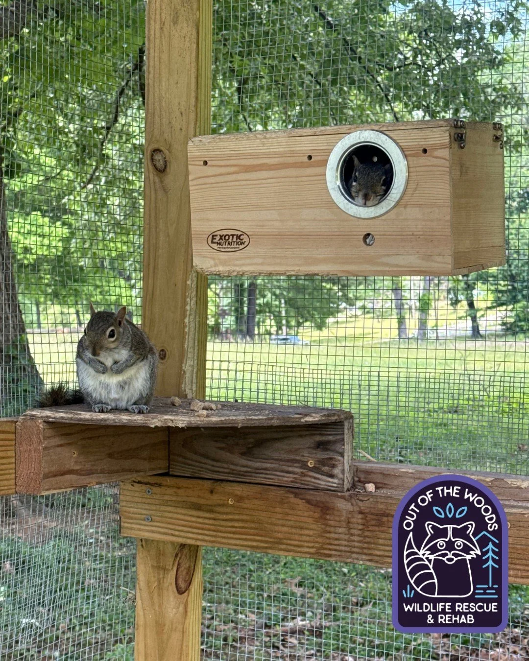 Happy release day to Fred, Ethel, Harold, and Frank! Happy trails, crew! #releaseday #squirrel #wildlifeeducation #wildliferehab #outofthewoodswildlife #tennessee #westtennessee #rescueandrelease