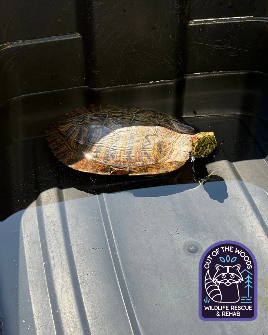 Claridge, one of our turtle patients, enjoying some sunshine during soak day! #turtle #soakday #westtennessee #tennessee #outofthewoodswildlife #wildlifeeducation #wildliferehab #rescueandrelease