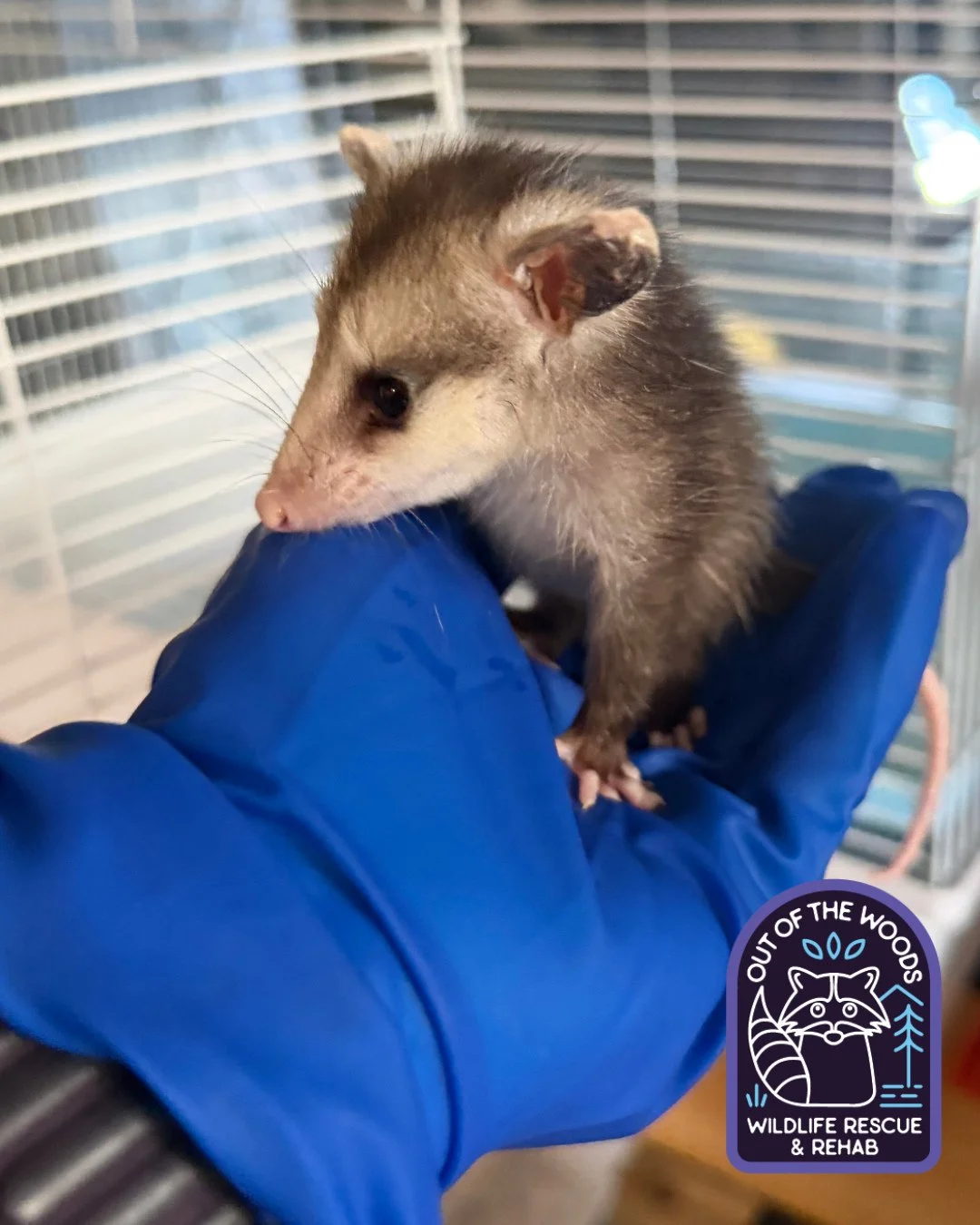 The opossums are slowly taking over! Meet Pippin, our latest opossum intake! #opossum #tennessee #westtennessee #outofthewoodswildlife #wildlifeeducation #wildliferehab #rescueandrelease