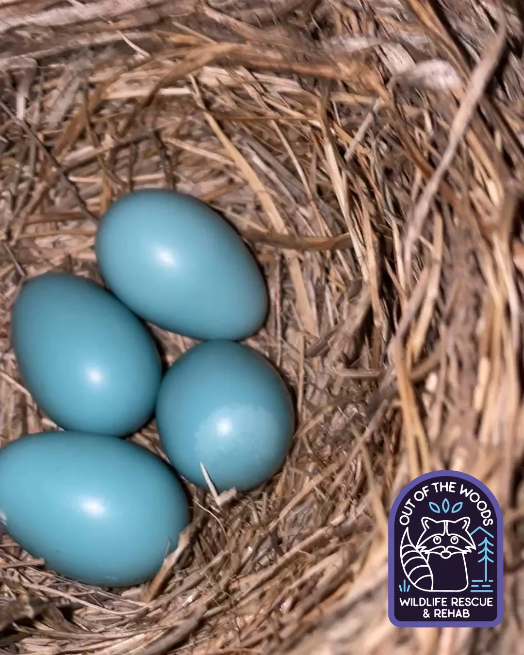 Started at the bottom and now we here! 
🪺 ➡️ 🐦  Thanks to one of our followers for sending us these nest pictures! We hope you enjoy them as much as we did! #nest #bird #eggs #tennessee #westtennessee #outofthewoodswildlife #babybirds #hatchlings