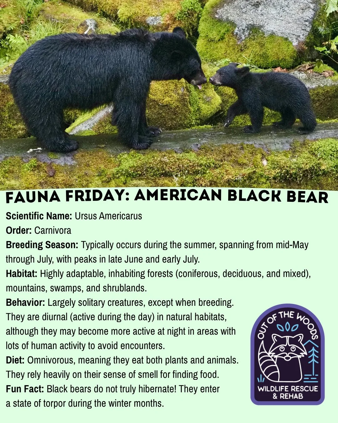For today&rsquo;s Fauna Friday we&rsquo;re featuring the American black bear! Mark your calendars for the first Saturday in June (6/6) because that is National Black Bear Day! 🐻 #tennessee #westtennessee #outofthewoodswildlife #faunafriday #wildlife