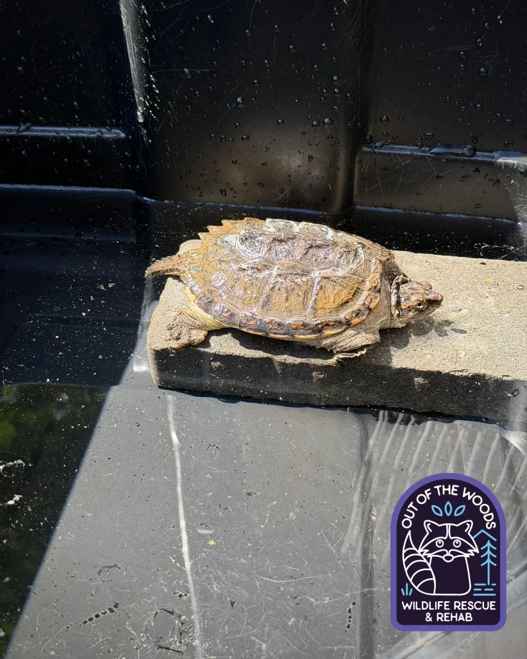 Soak day and sunshine for Lucious, our snapping turtle patient! #turtle #snappingturtle #soakday #tennessee #westtennessee #outofthewoodswildlife #wildlifeeducation #wildliferehab #rescueandrelease