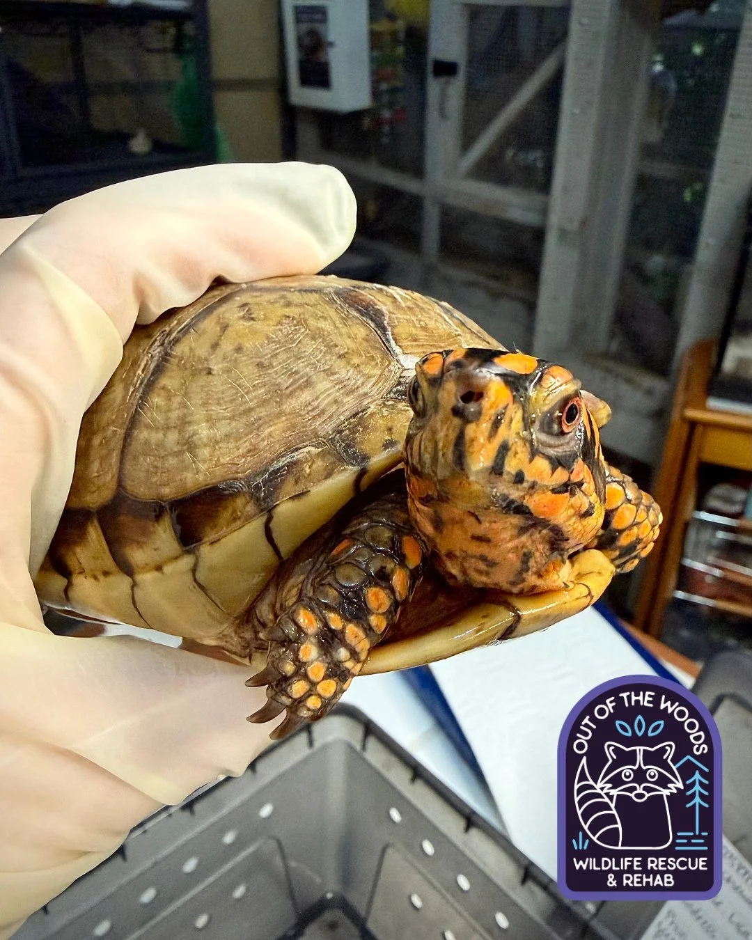 Meet Ellis! He is our latest turtle intake and he is a unique fella! First and foremost, Ellis was chewed by a dog, so he will rehab with us at OOTW to heal those injuries. Here&rsquo;s where it gets interesting . . . He has the coloring of a three t