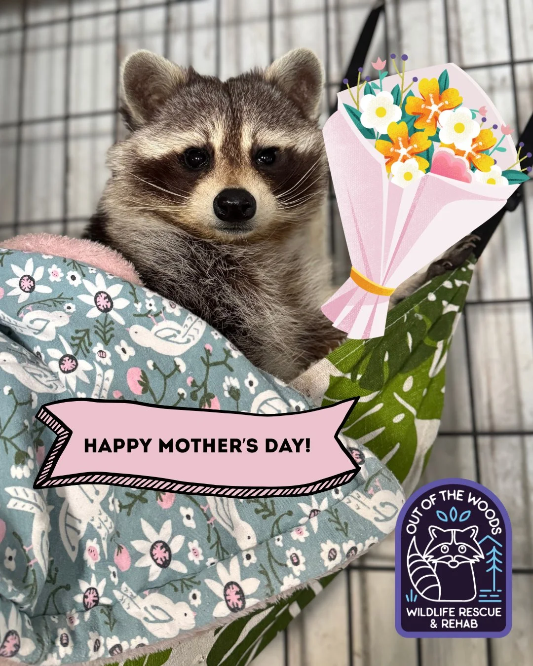 DJ here wishing all of the moms out there a Happy Mother&rsquo;s Day! Stay tuned throughout the day for a miniseries of posts highlighting some awesome wildlife mothers! #happymothersday #wildlifeeducation #outofthewoodswildlife #tennessee #westtenne