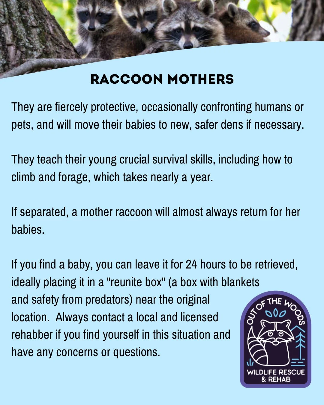 HAPPY MOTHER&rsquo;S DAY! First up, in our miniseries: RACCOON MOMS! #happymothersday #wildlifeeducation #outofthewoodswildlife #tennessee #westtennessee #raccoon #raccoonmom #RaccoonFact