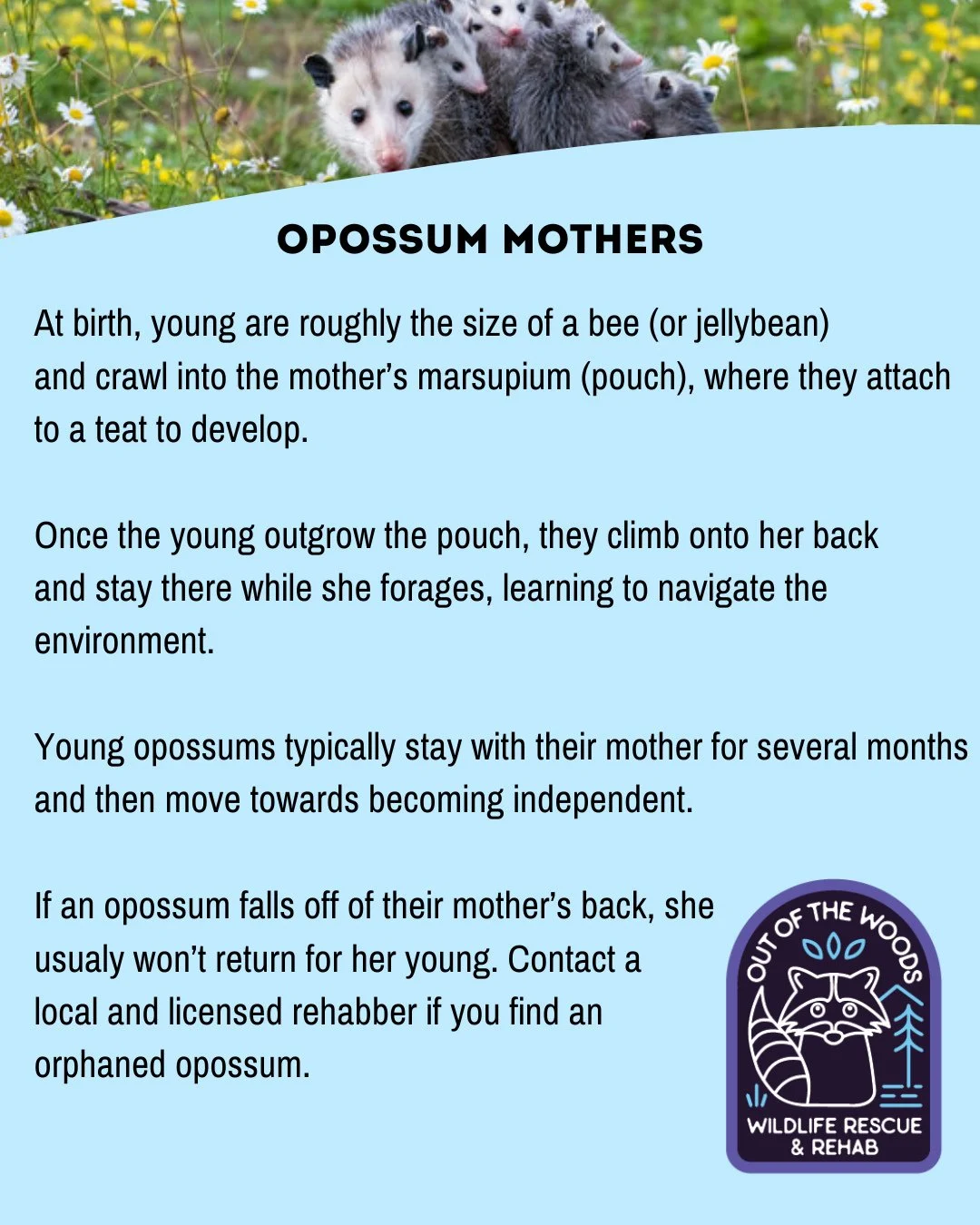 HAPPY MOTHER&rsquo;S DAY! Next up, in our miniseries: OPOSSUM MOMS! #happymothersday #wildlifeeducation #outofthewoodswildlife #tennessee #westtennessee #opossum #opossumfact #opossummon