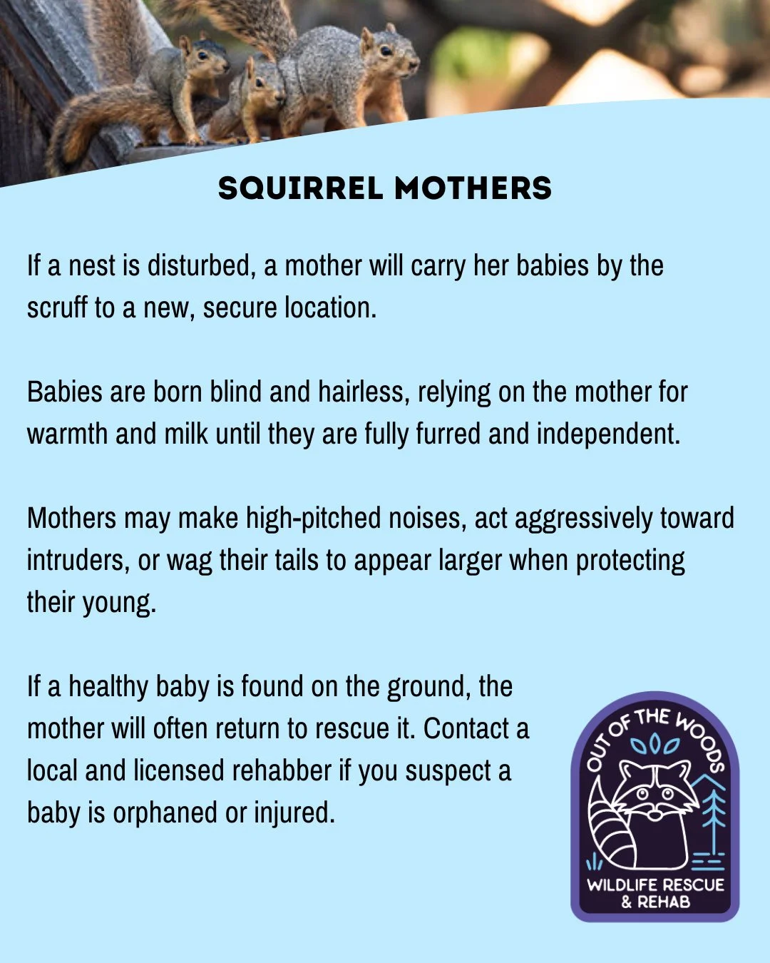 HAPPY MOTHER&rsquo;S DAY! Last, but not least in our miniseries: SQUIRREL MOMS! #happymothersday #wildlifeeducation #outofthewoodswildlife #tennessee #westtennessee #squirrel #squirrelfact #squirrelmom