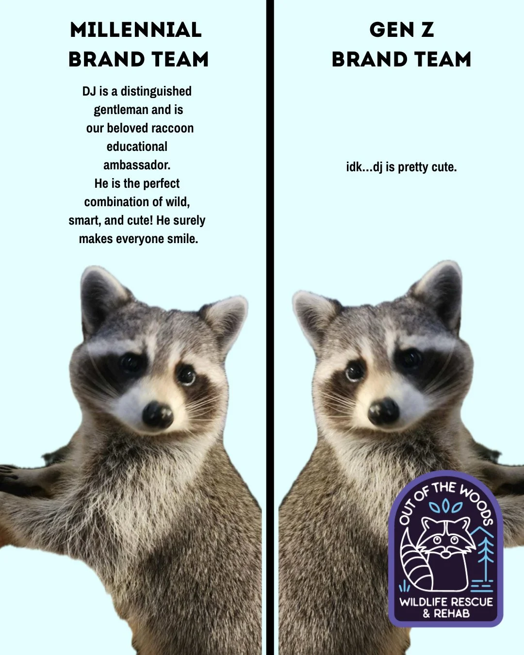 We had to! 😆 #meme #wildlifeeducation #genz #millennial #DJ #educationalambassador #nonreleasable #raccoon