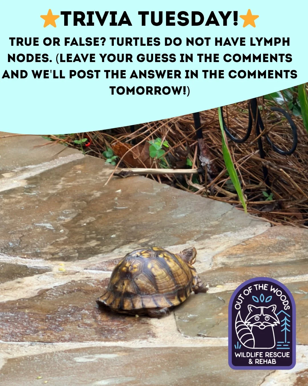 ❓ TRIVIA TUESDAY ❓ 
⭐️ TRUE OR FALSE? TURTLES DO NOT HAVE LYMPH NODES. ⭐️
Leave your guess in the comments below and we&rsquo;ll leave the answer in the comments tomorrow! 
#trivia #triviatuesday #turtle #wildlifeeducation #tennessee #westtennessee #