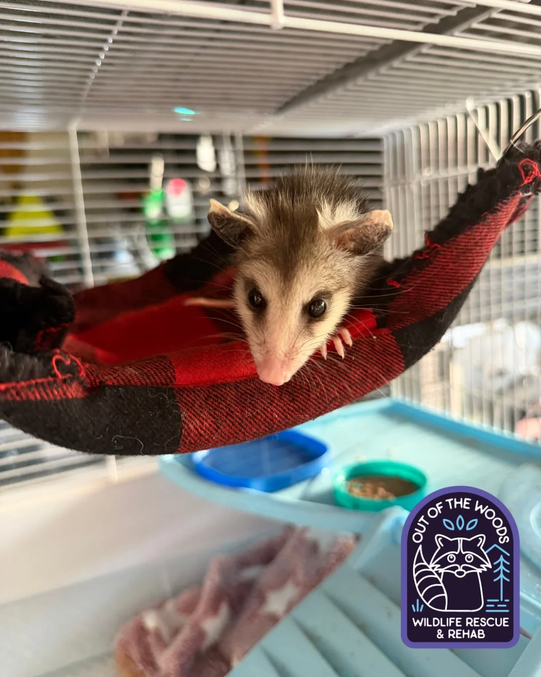 ⭐️PIPPIN⭐️ one of our opossum patients! #pippin #opossum #outofthewoodswildlife #wildlifeeducation #westtennessee #tennessee #wildliferehab