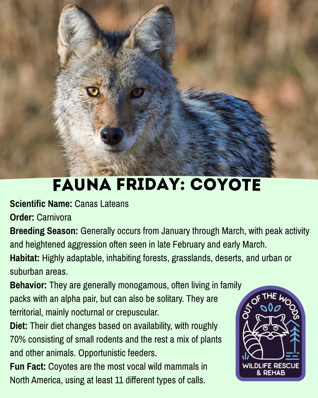 For today&rsquo;s Fauna Friday we&rsquo;re featuring the Coyote! Add this slide of fast facts to your collection because coyotes are very interesting! #tennessee #westtennessee #outofthewoodswildlife #faunafriday #wildlifeeducation #coyote #coyotefac