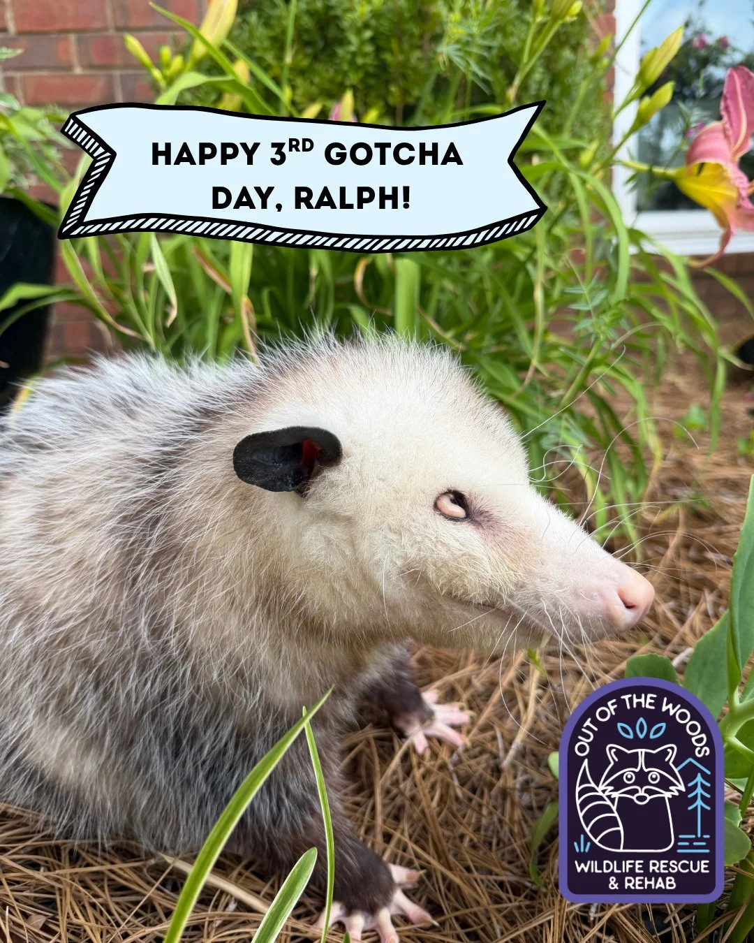 ⭐️ Today is a BIG day! ⭐️ It&rsquo;s Ralph&rsquo;s (our non releasable opossum educational ambassador) 3rd gotcha day! This puts him at approximately 3.5 years old since he arrived at OOTW when he was about 5 months old after being attacked by a cat.