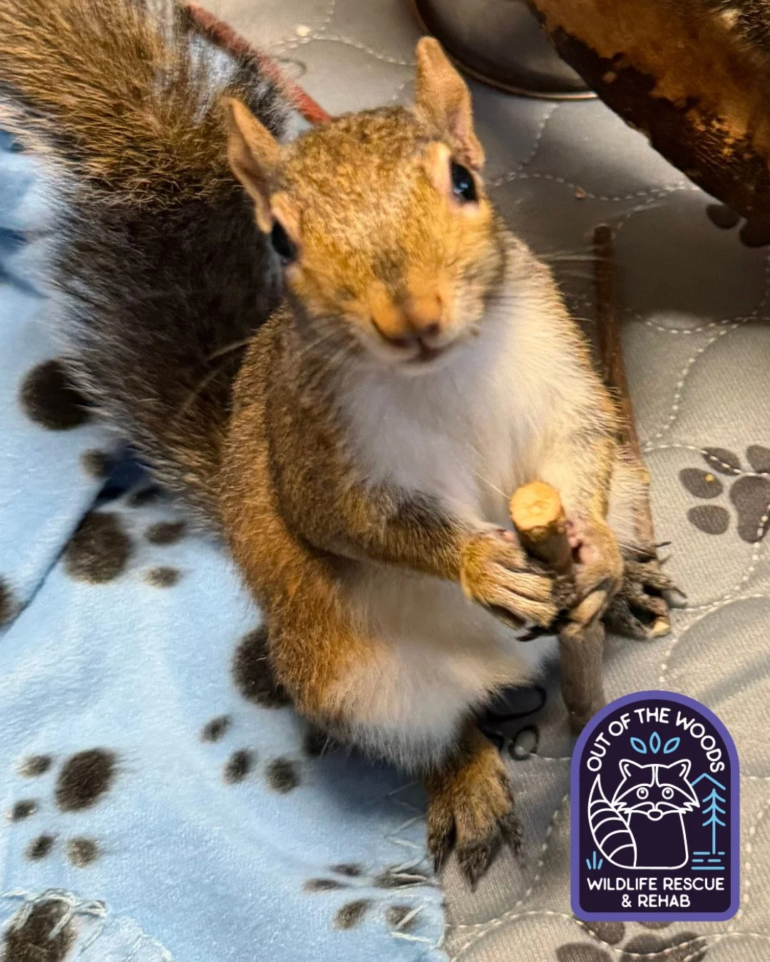 One of Danielle&rsquo;s squirrel parents enjoying an apple stick! #squirrel #wildlifeeducation #tennessee #westtennessee #outofthewoodswildlife #wildliferehab