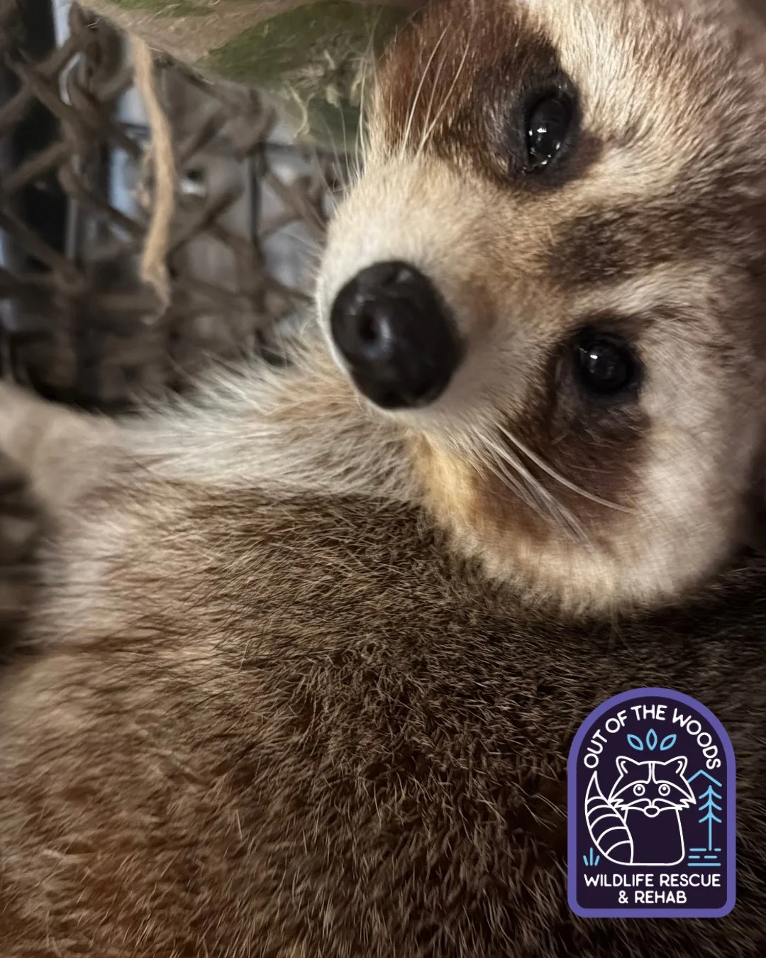 DJ being a sleepy fella! Anyone else got those sleepy Sunday vibes? #sunday #sleepy #DJ #nonreleasable #raccoon #educationalambassador #wildlifeeducation #wildliferehab