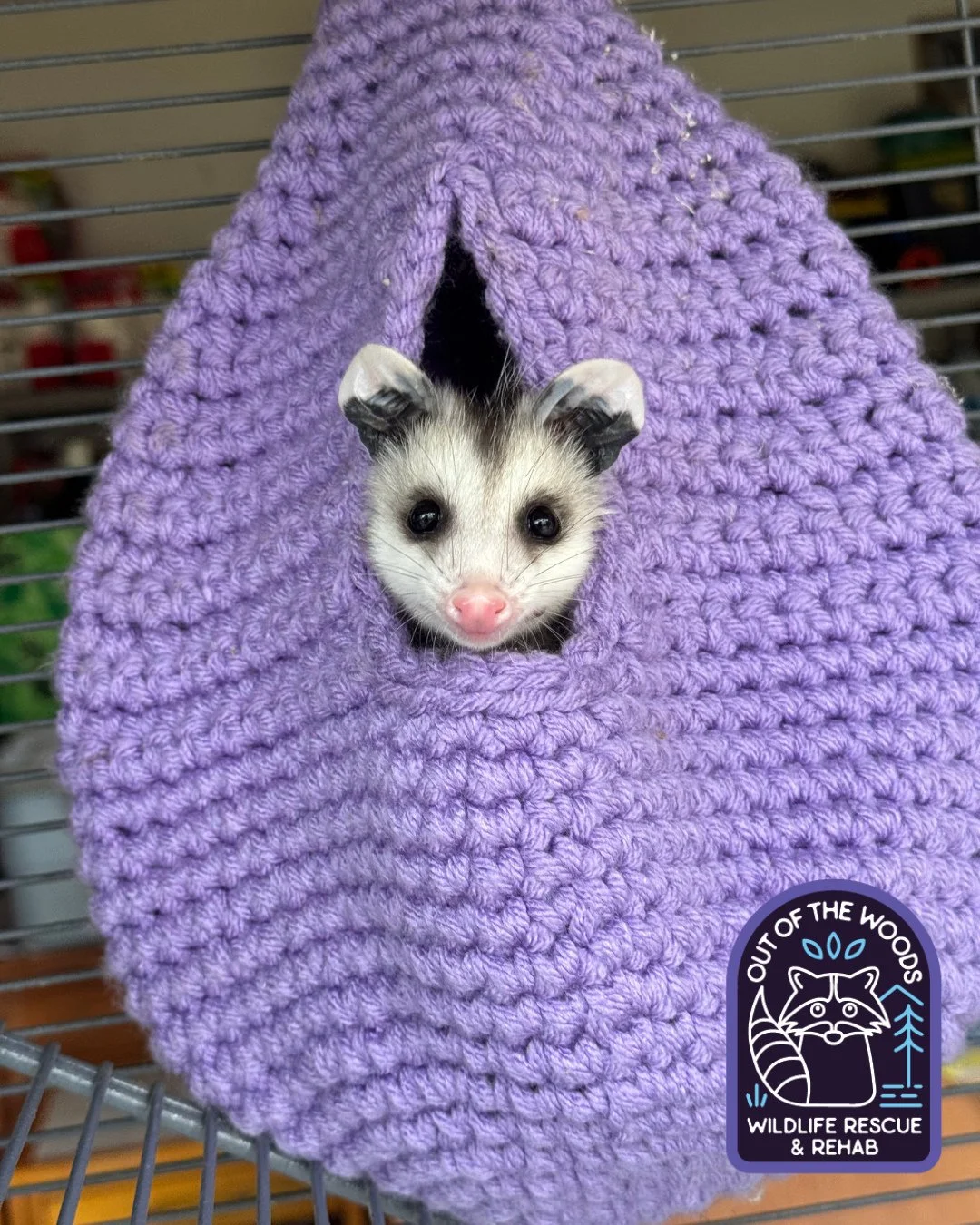 Leroy! Where it started and how it&rsquo;s going! Stay tuned for an upcoming release day!
 #leroy #opossum #releaseday #tennessee #westtennessee #outofthewoodswildlife #wildlifeeducation #wildliferehab