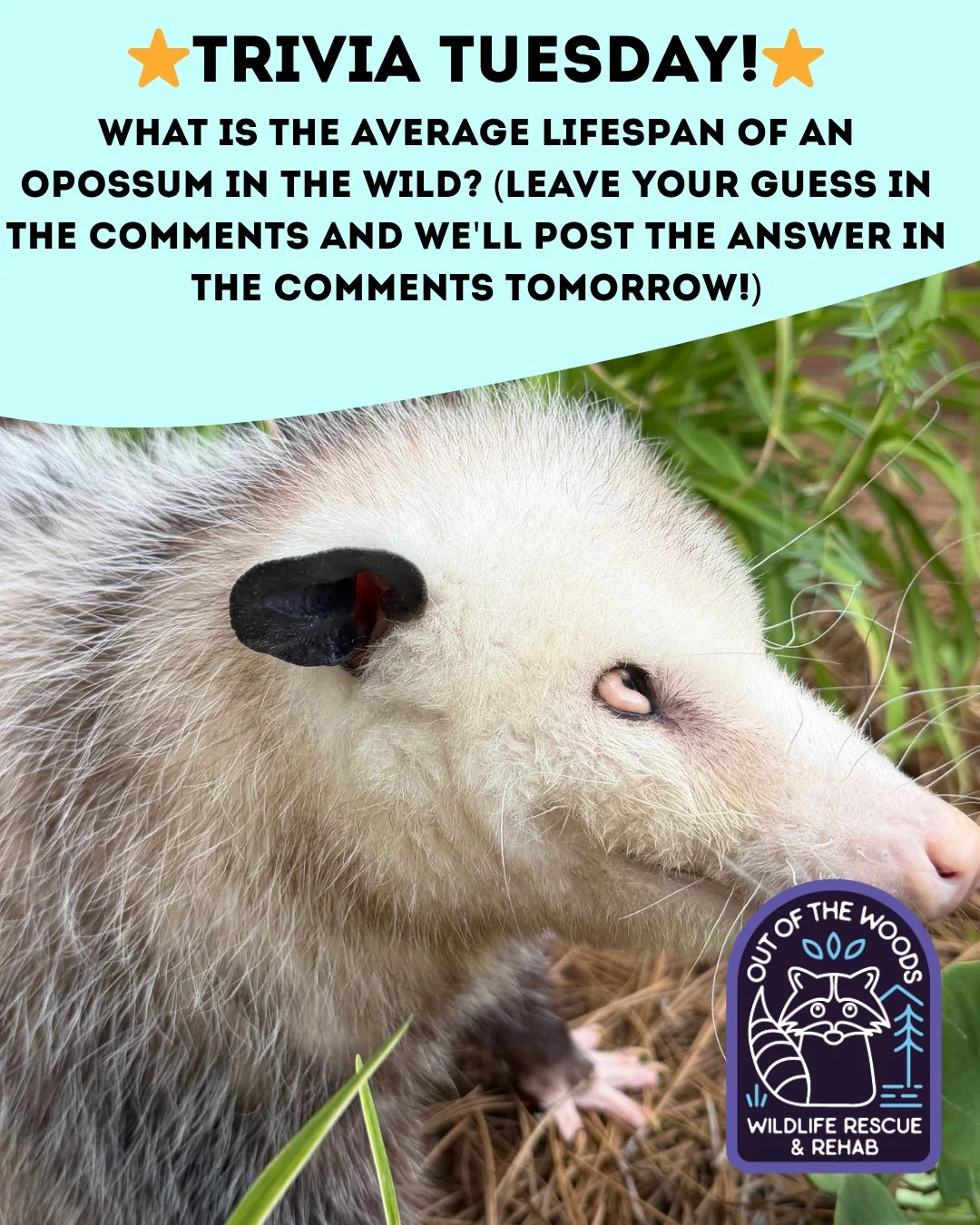 ❓ TRIVIA TUESDAY ❓ 
⭐️ WHAT IS THE AVERAGE LIFESPAN OF AN OPOSSUM IN THE WILD? ⭐️
Leave your guess in the comments below and we&rsquo;ll leave the answer in the comments tomorrow! 
#trivia #triviatuesday #opossum  #wildlifeeducation #tennessee #westt