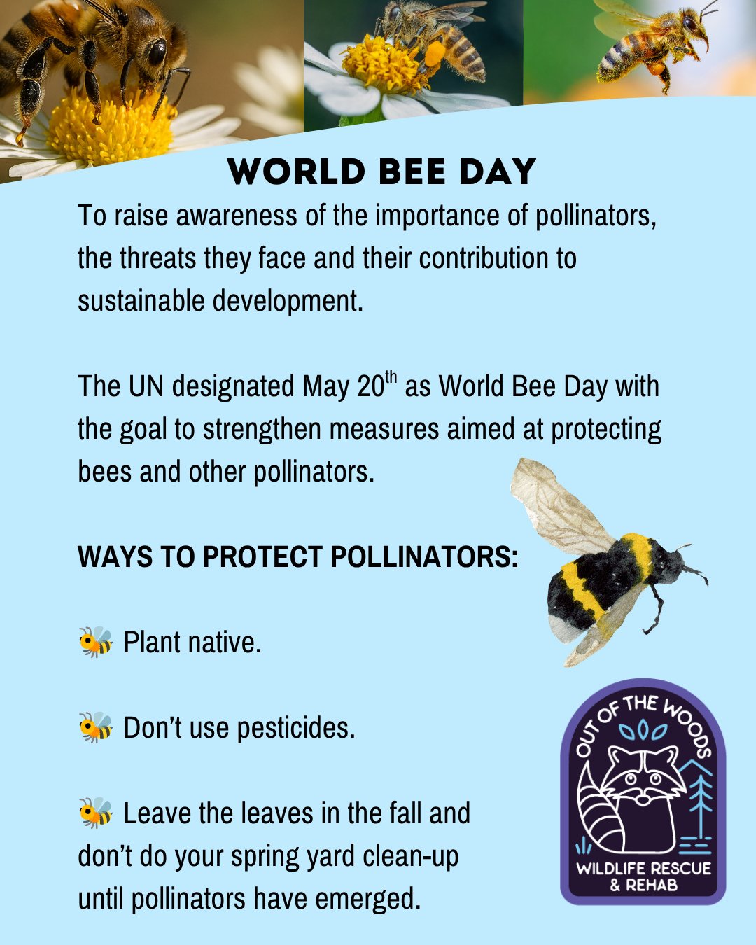 🐝 Today, May 20th, is World Bee Day! 🐝 
Protect the pollinators by planting native, not using pesticides, and leaving the leaves in the fall and not doing your spring yard clean up until pollinators have emerged! #worldbeeday #wildlifeeducation #po